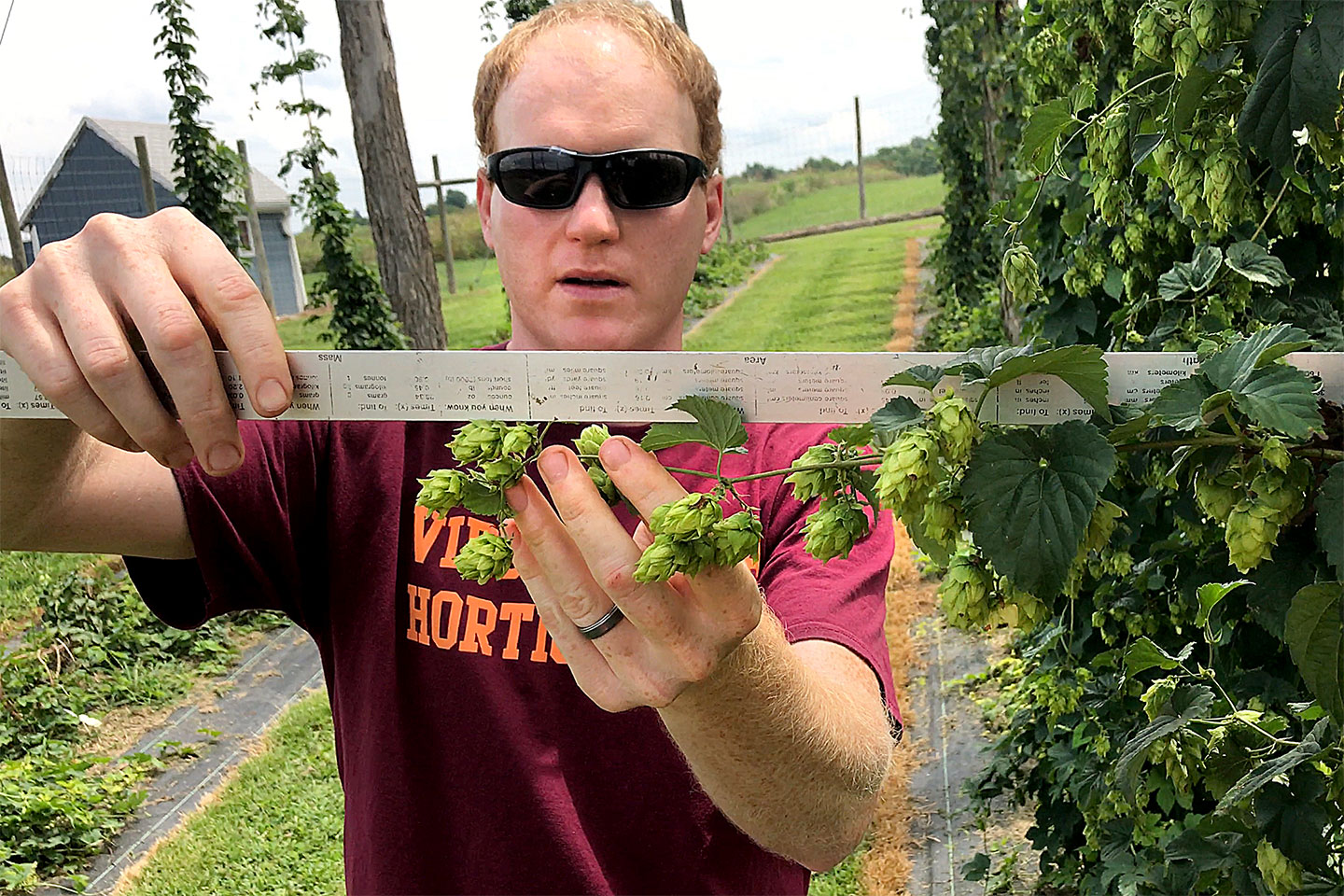Virginia Tech researcher studying hops